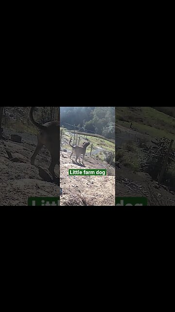 Farm surveillance. Little farm dog