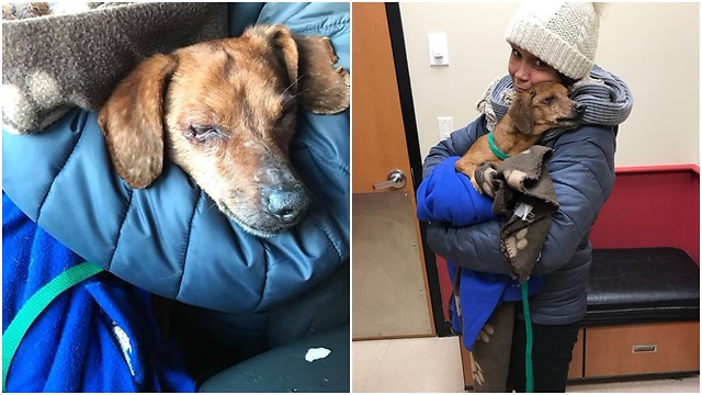 The team rescue the duffel bag’s dog and bring him to safety again