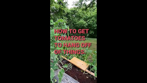 HOW TO GET TOMATOES TO HANG OFF OF THINGS.