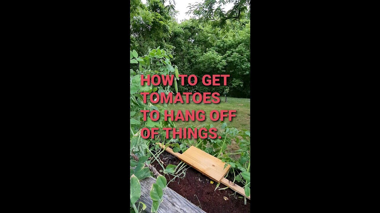 HOW TO GET TOMATOES TO HANG OFF OF THINGS.