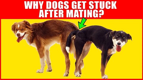 WHY DOGS GET STUCK AFTER MATING ?