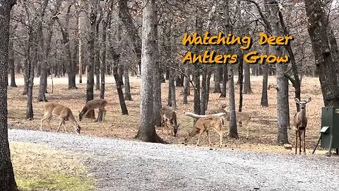 Bald Headed Bucks! February 24th