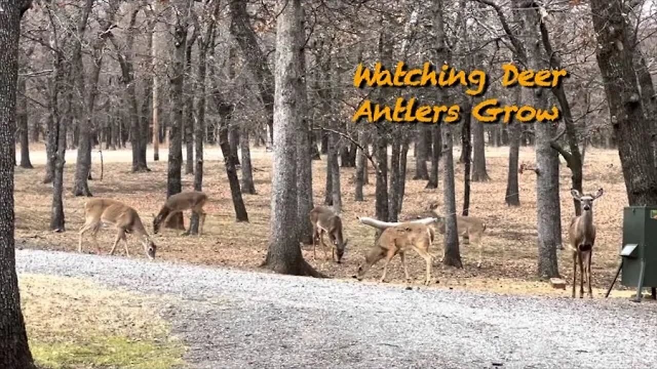 Bald Headed Bucks! February 24th