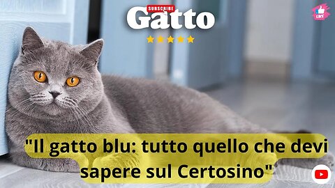 "Il gatto blu: tutto quello che devi sapere sul Certosino"