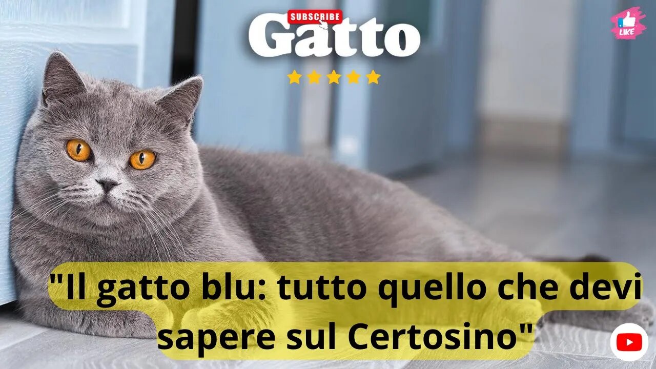 "Il gatto blu: tutto quello che devi sapere sul Certosino"