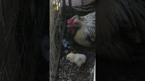 Rooster minding chick on hot day ❤️