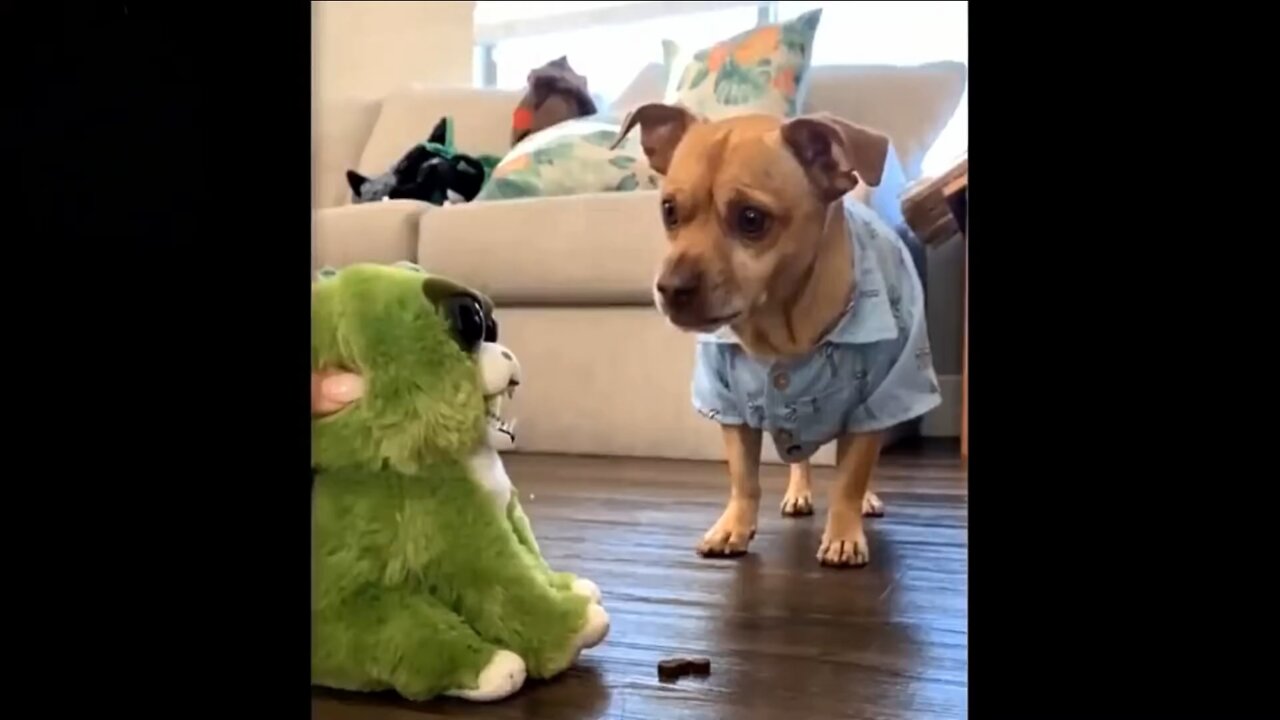 Cute animals doing funny things try not to laugh