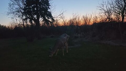 This deer was hurt 🤕