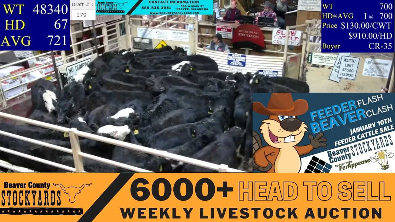 1/10/2023 - Beaver County Stockyards Livestock Auction