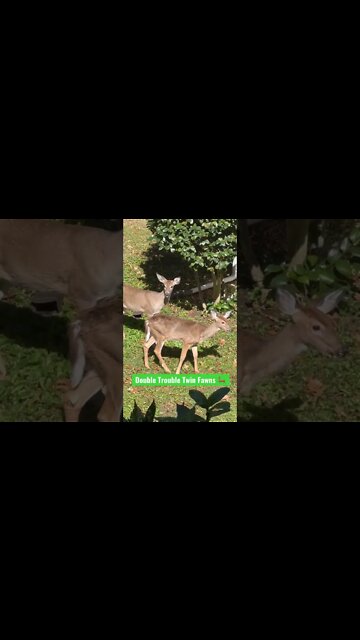 Double Trouble Twin Fawns 🦌 #shorts