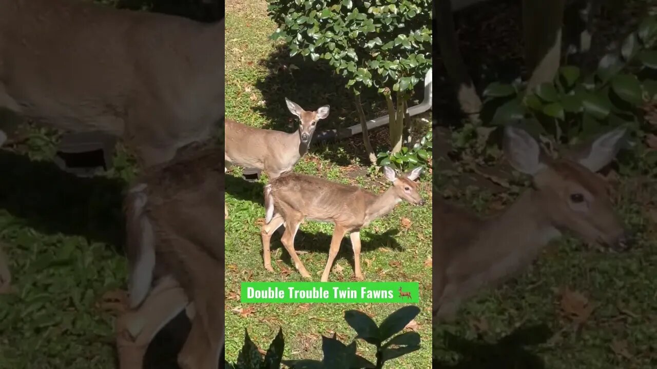 Double Trouble Twin Fawns 🦌 #shorts