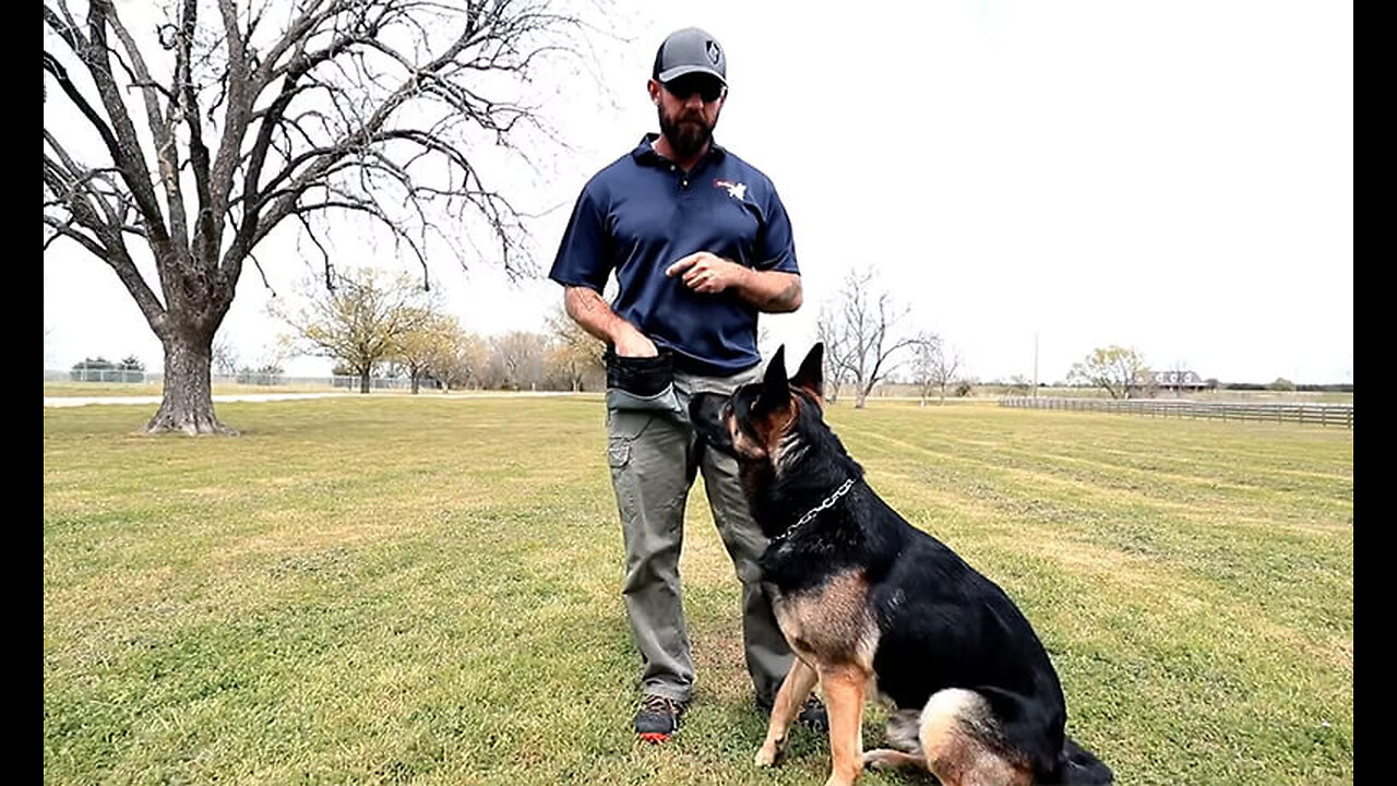 puppy training the first 5 things to teach any puppy