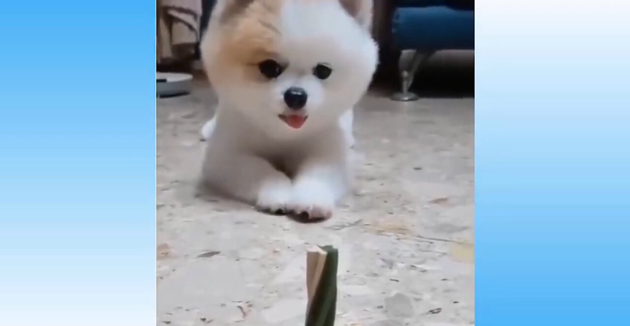 HILARIOUS PETS | TRY NOT TO SMILE CHALLENGE