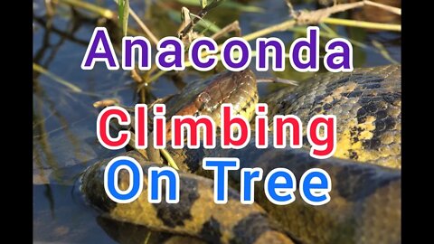 Anaconda Climbing On Tree 🌴 Amazing #Shorts #ytshorts #UbertainmentFun #Anaconda #Animals #Fun