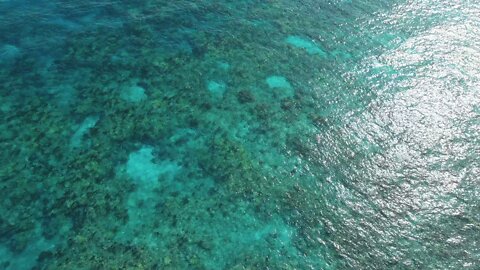 The Florida Keys Carysfort Reef