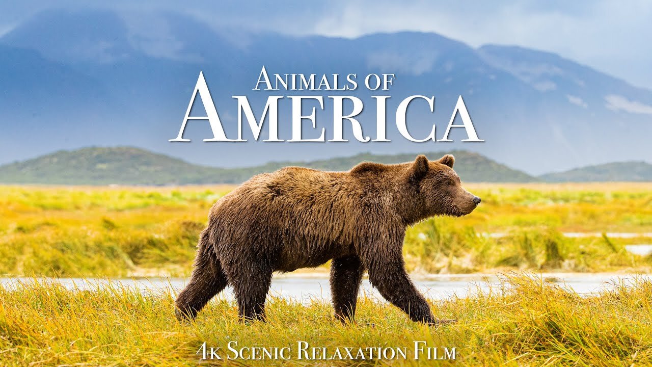 Animal in USA