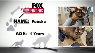 FOX Finders Pet Finder - Pooska