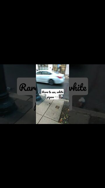 totally white pigeon 🕊️ dove like