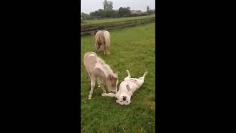 Mini horse & doggie two best friends