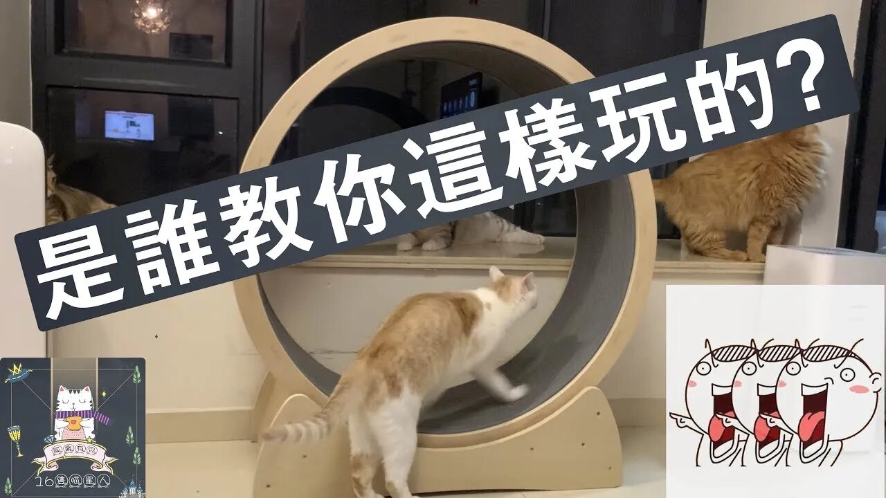 家裡買了台跑步機,貓咪的玩法令網友們都驚呆了