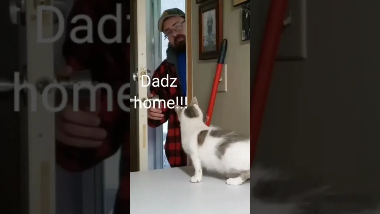 Hey Lil Bit! I'm Home! #kentucky #catlover #funnycats #cats #funny