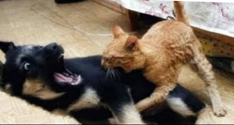 Angry cats vs dogs funny compilation video ever | cats and dog fights