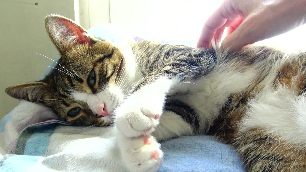 Why Did U Stop Scratching My Belly?!