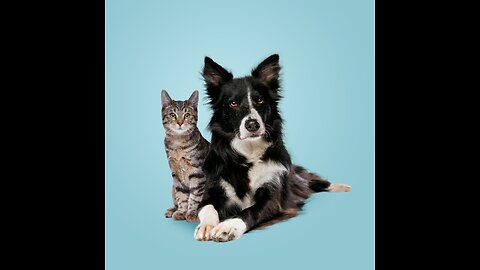 Cat's and dog's