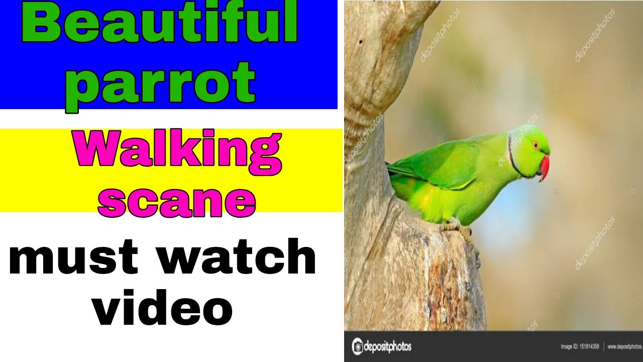 Beautiful parrot walking scene for mood