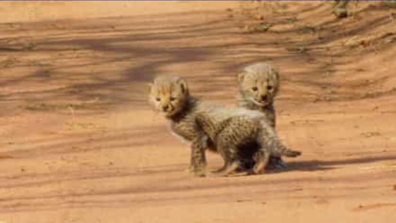 Adorable baby cheetahs that will make your heart melt