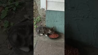 Just Adorable. Baby Eating Real Food