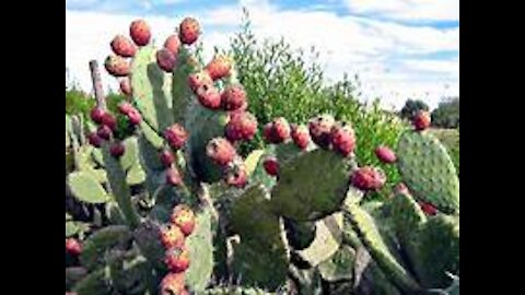 Propiedades curativas del Nopal