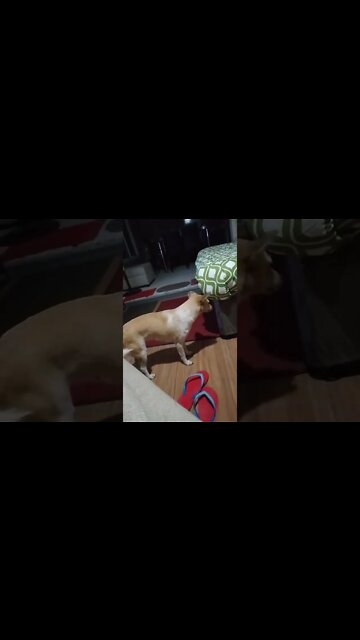 Dog VS Bangaw..(1)