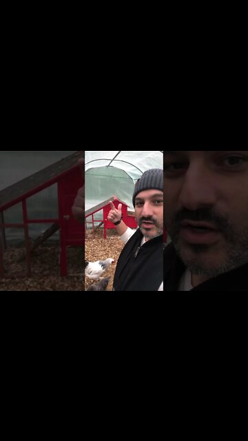 One Last Look at Snowball the Rooster