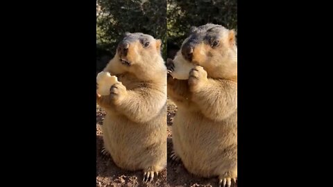 Silly groundhog, nibbling on human biscuits