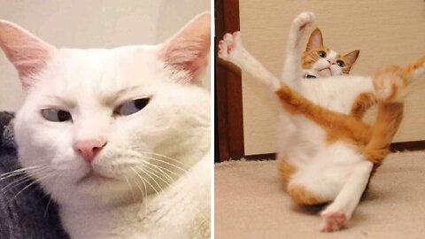 The most beautiful cats - her life is beautiful while she plays