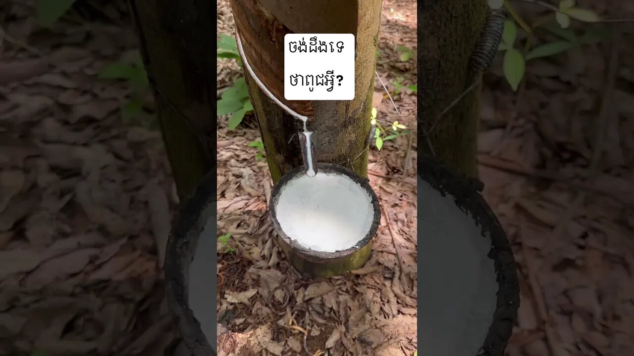 ពូជល្អណាស់