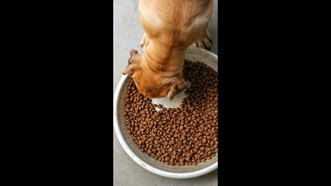 Feeding a hungry street dog