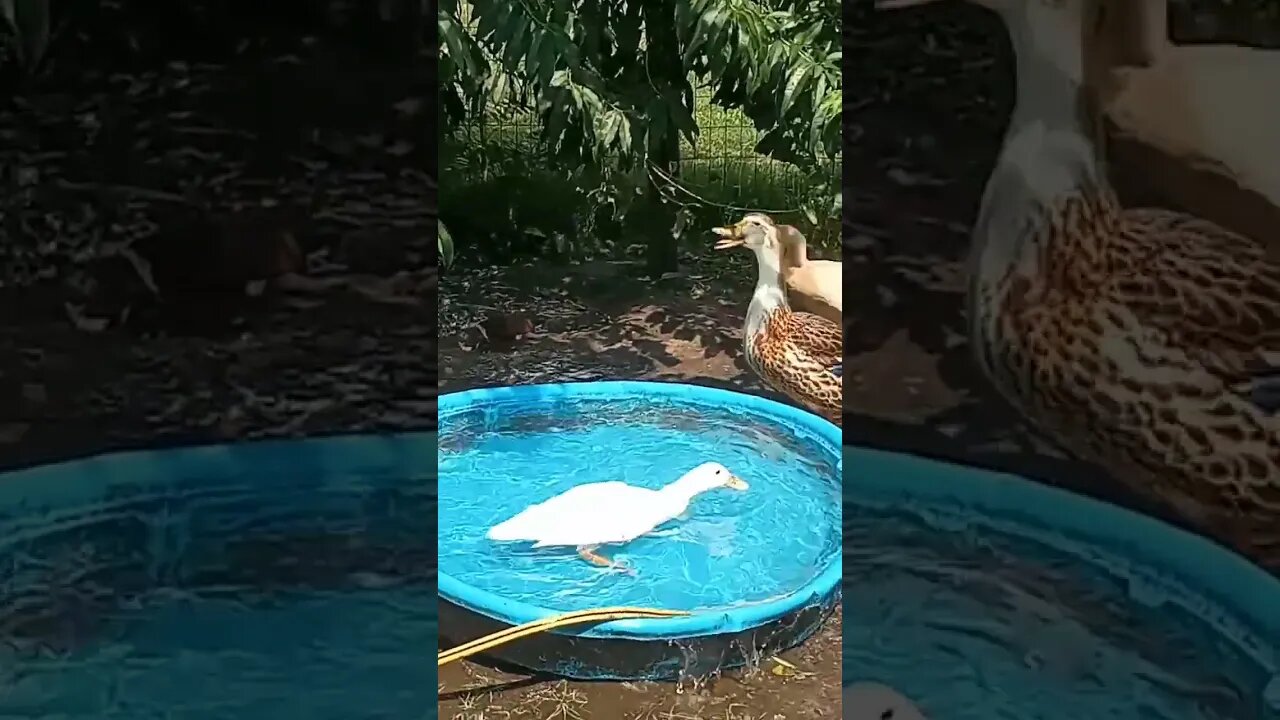 The Rouen Duck 🦆 wanted Some Chinese food tonight | Pekin Duck 🦆 #homestead #ducks #funny #happyduck