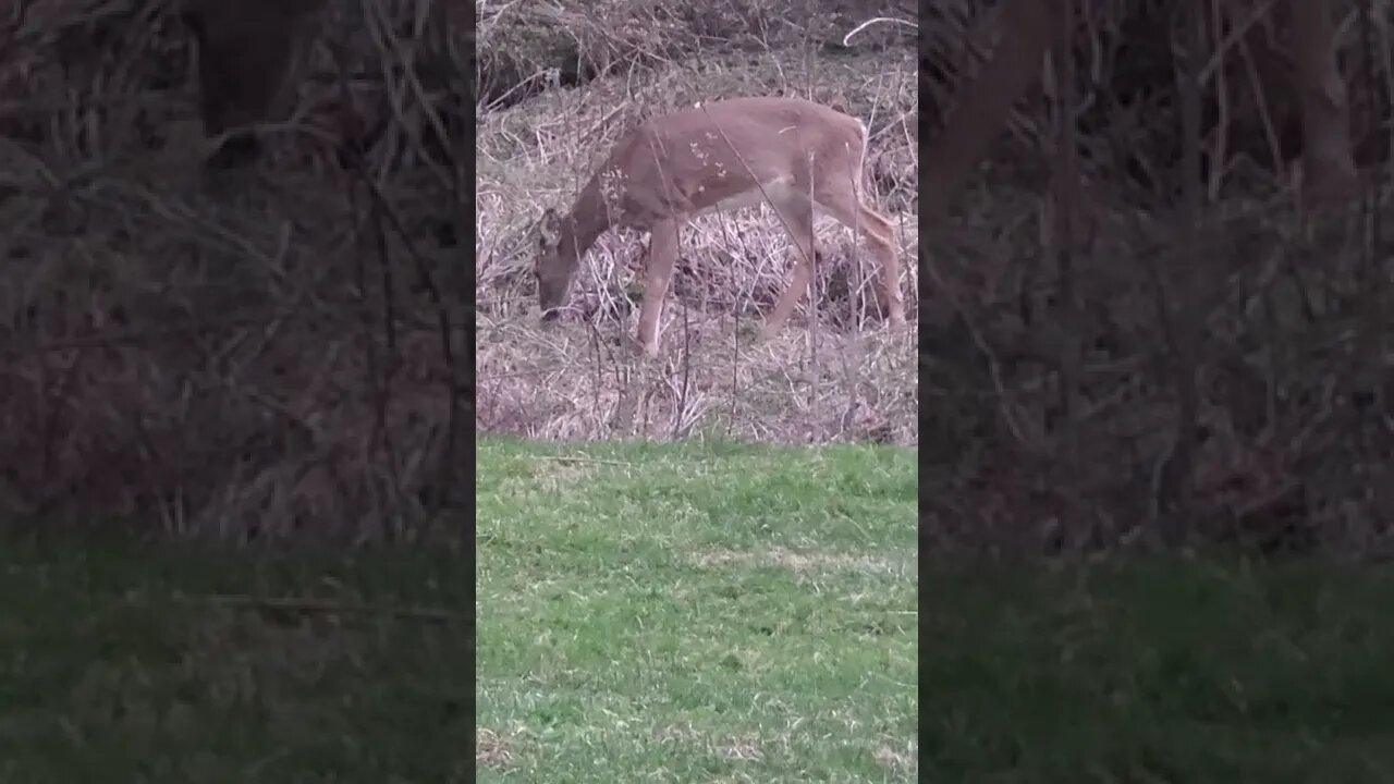 My lawnmower hard at work.