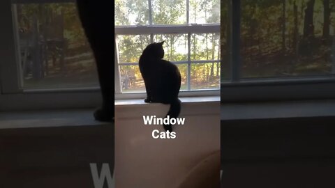 Window Cats