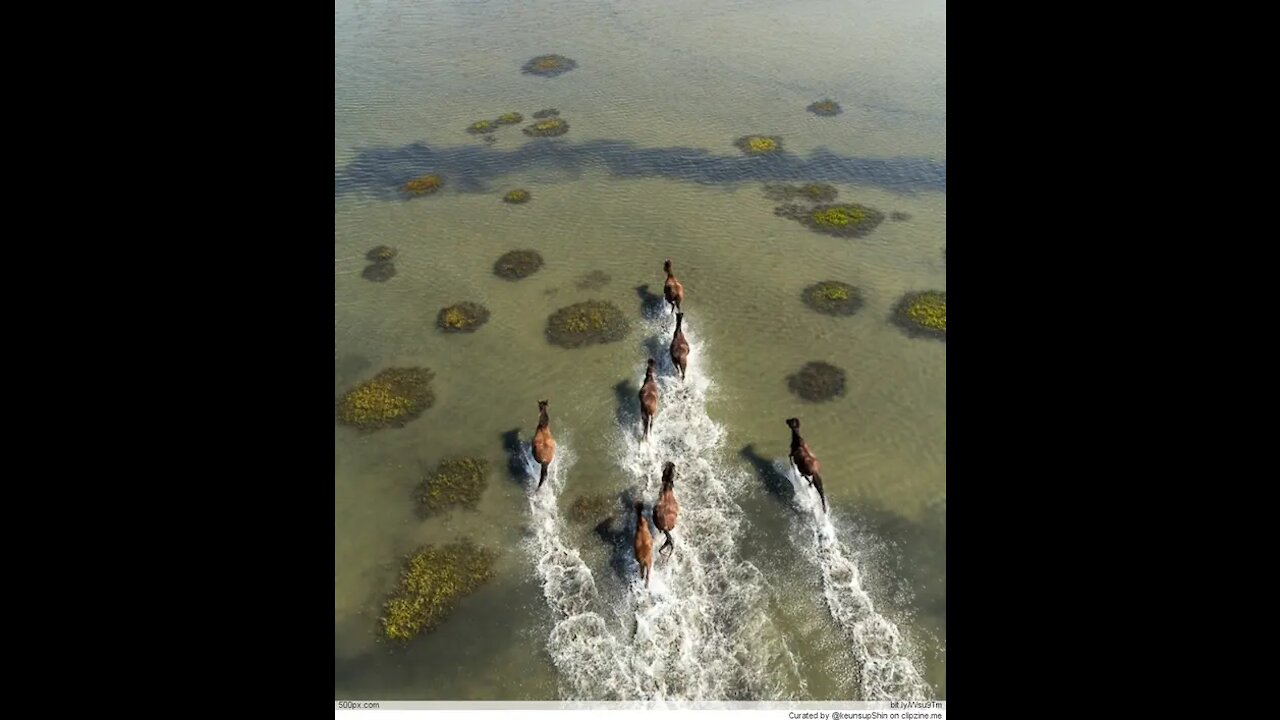 Horses, pastures and the beauty of nature