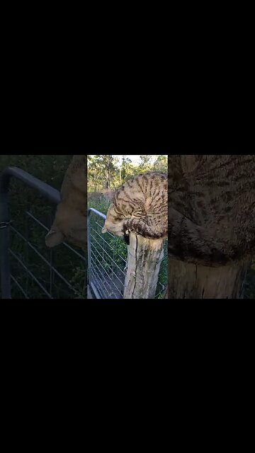 Good Morning Skippy on the post #cat #cats #cutecats