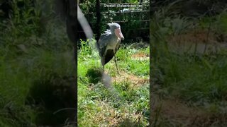 Ave Exótica - Shoebill (Bico de Sapato)