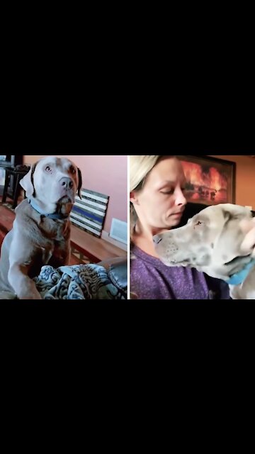 Sad Doggy Grieves The Loss Of His Older Brother