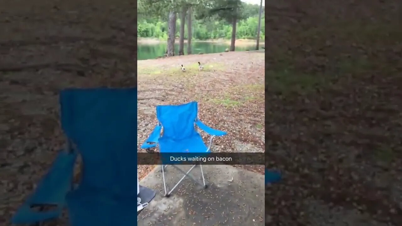 Ducks waiting on bacon #shorts #viral #ducks #quackheads