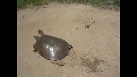 SUPER FAST TURTLE 2: ELECTRIC BOOGALOO