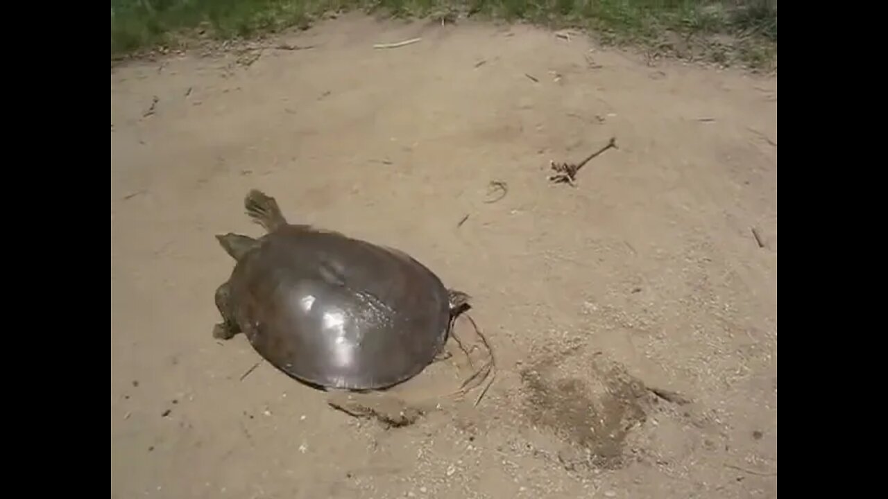 SUPER FAST TURTLE 2: ELECTRIC BOOGALOO