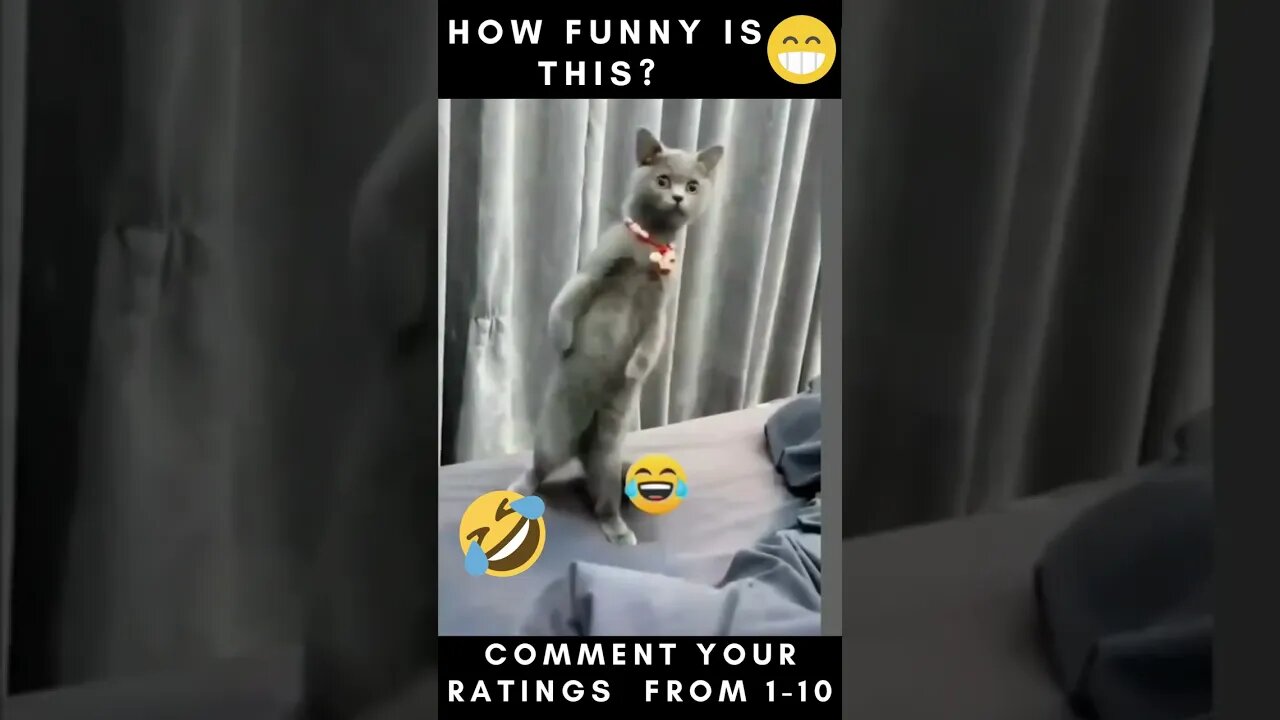 Funny Cats Video Compilation pt 15 😂😂😂....... #shorts