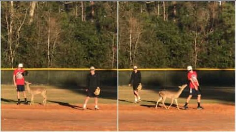 Hjort er med i baseball kamp